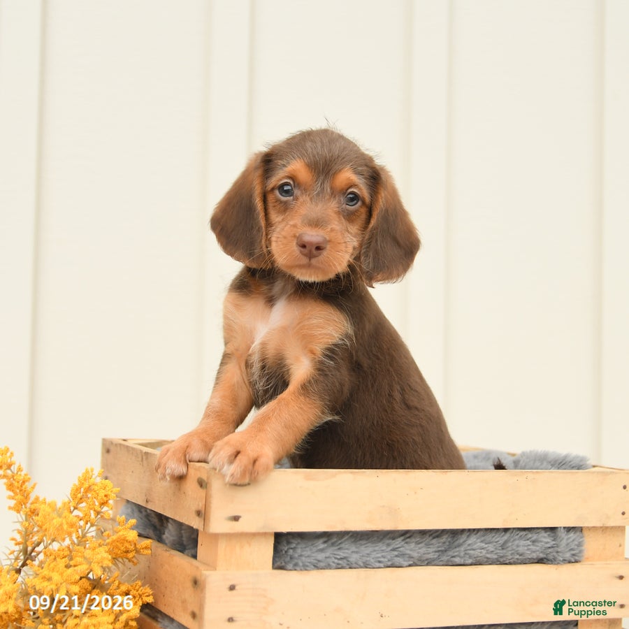 Mixed Breed dogs Fiona - Ad 1