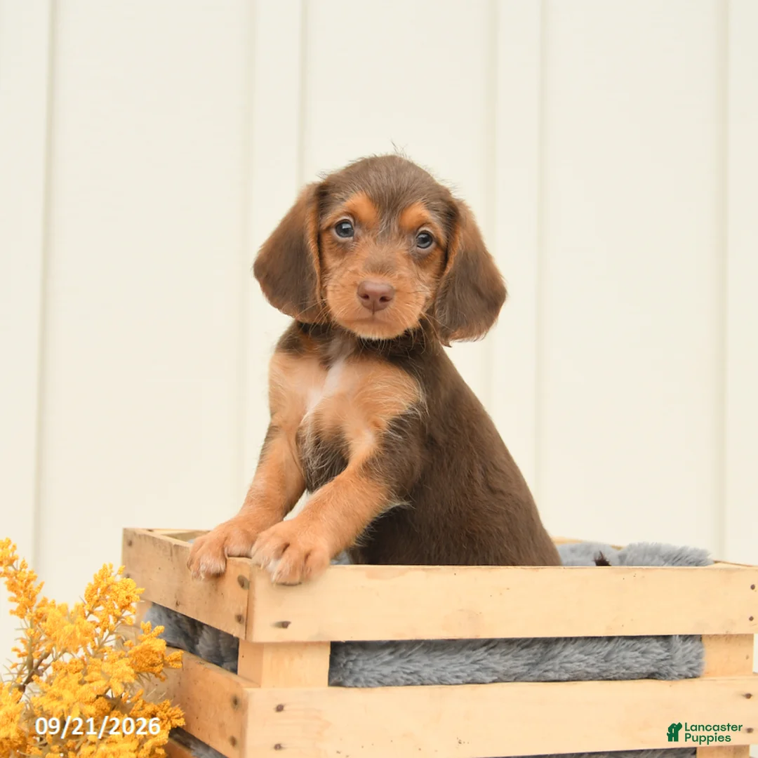 Mixed Breed dogs for sale: Fiona - Ad 1