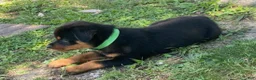 Rottweiler dogs for stud: Benzino  - Ad 4