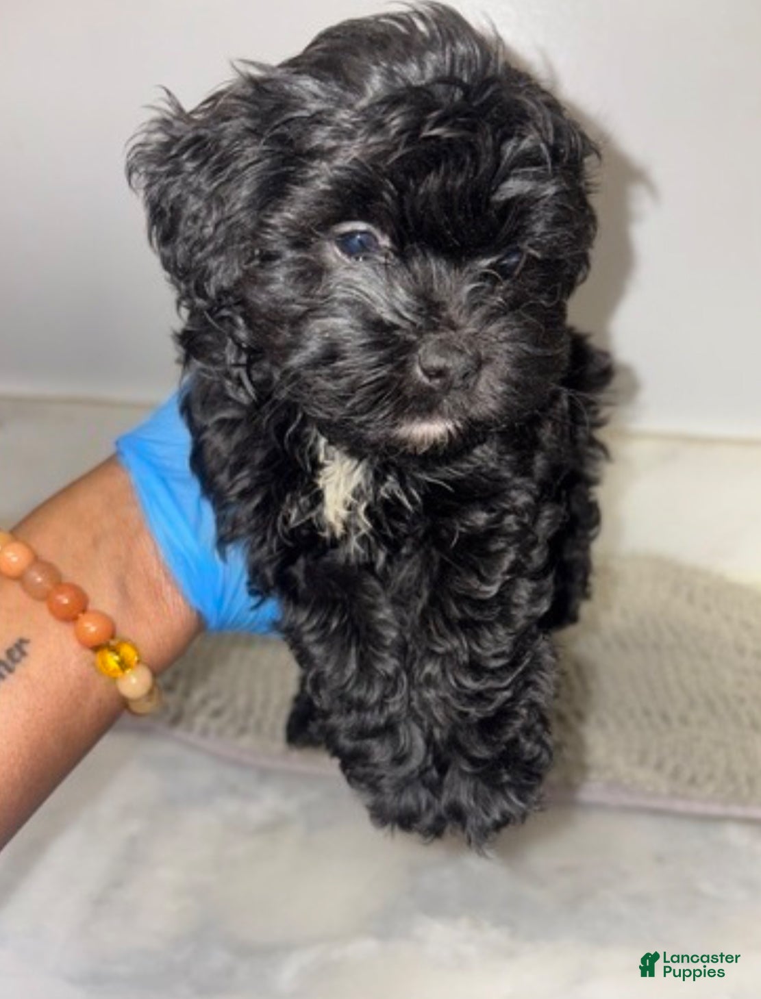 Maltipoo dogs for sale: Kiwi 🥝  - Ad 2
