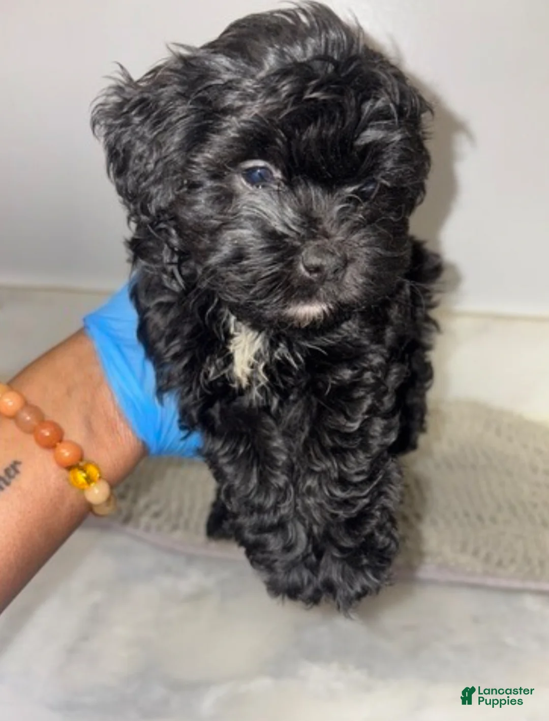 Maltipoo dogs for sale: Kiwi 🥝  - Ad 1