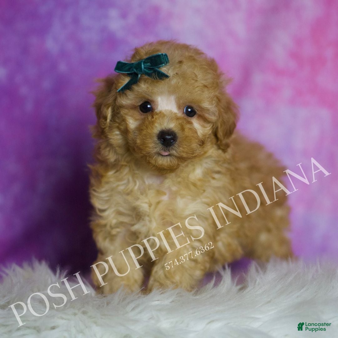 Maltipoo dogs Pookie - Ad 40
