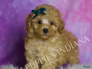 Maltipoo dogs Pookie - Ad 40