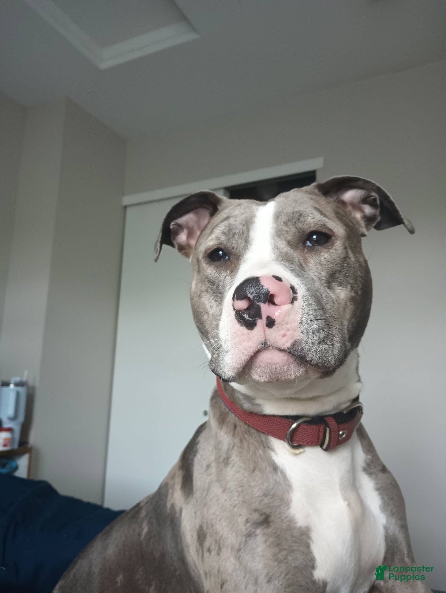 American Bully dogs for sale: Trina - Ad 2