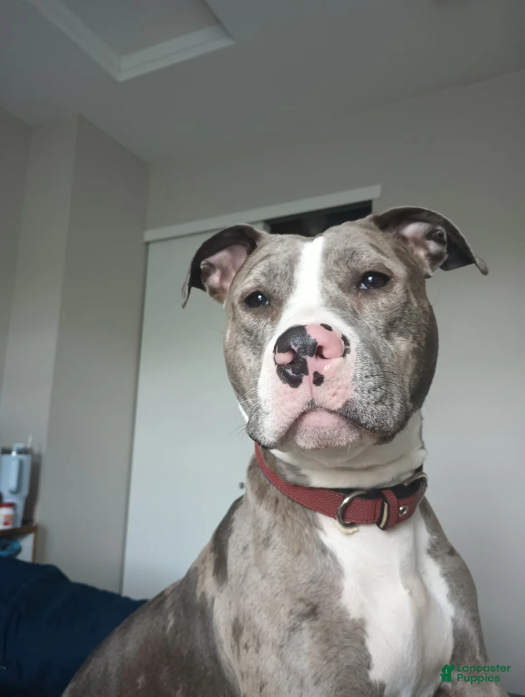 American Bully dogs for sale: Trina - Ad 1