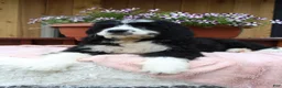 Bernedoodle dogs for sale: Ava - Ad 3