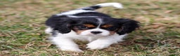 Cavalier King Charles Spaniel dogs for sale: Cassian - Ad 3