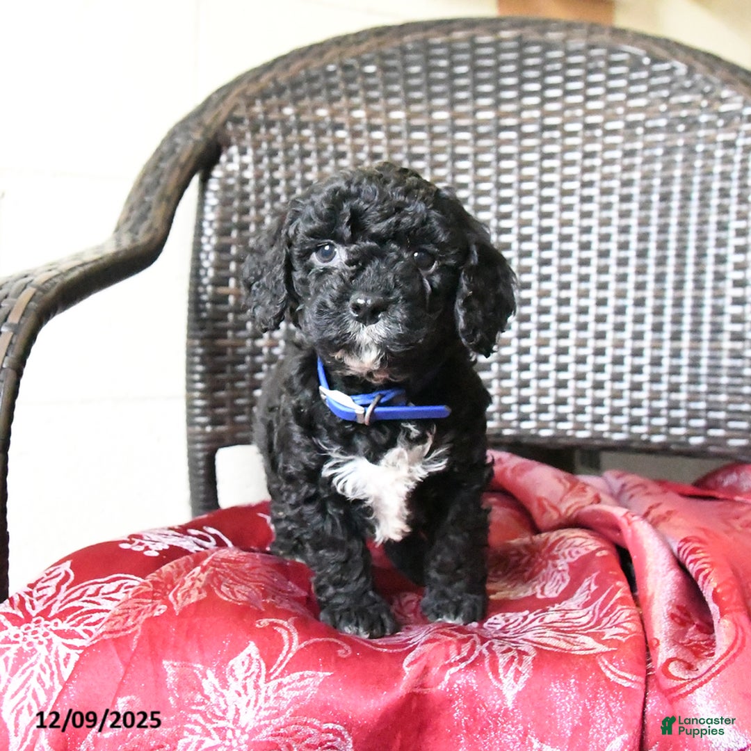 Cockapoo dogs for sale: Millie - Ad 4
