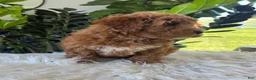Mini Goldendoodle dogs for sale: Gracie  - Ad 3