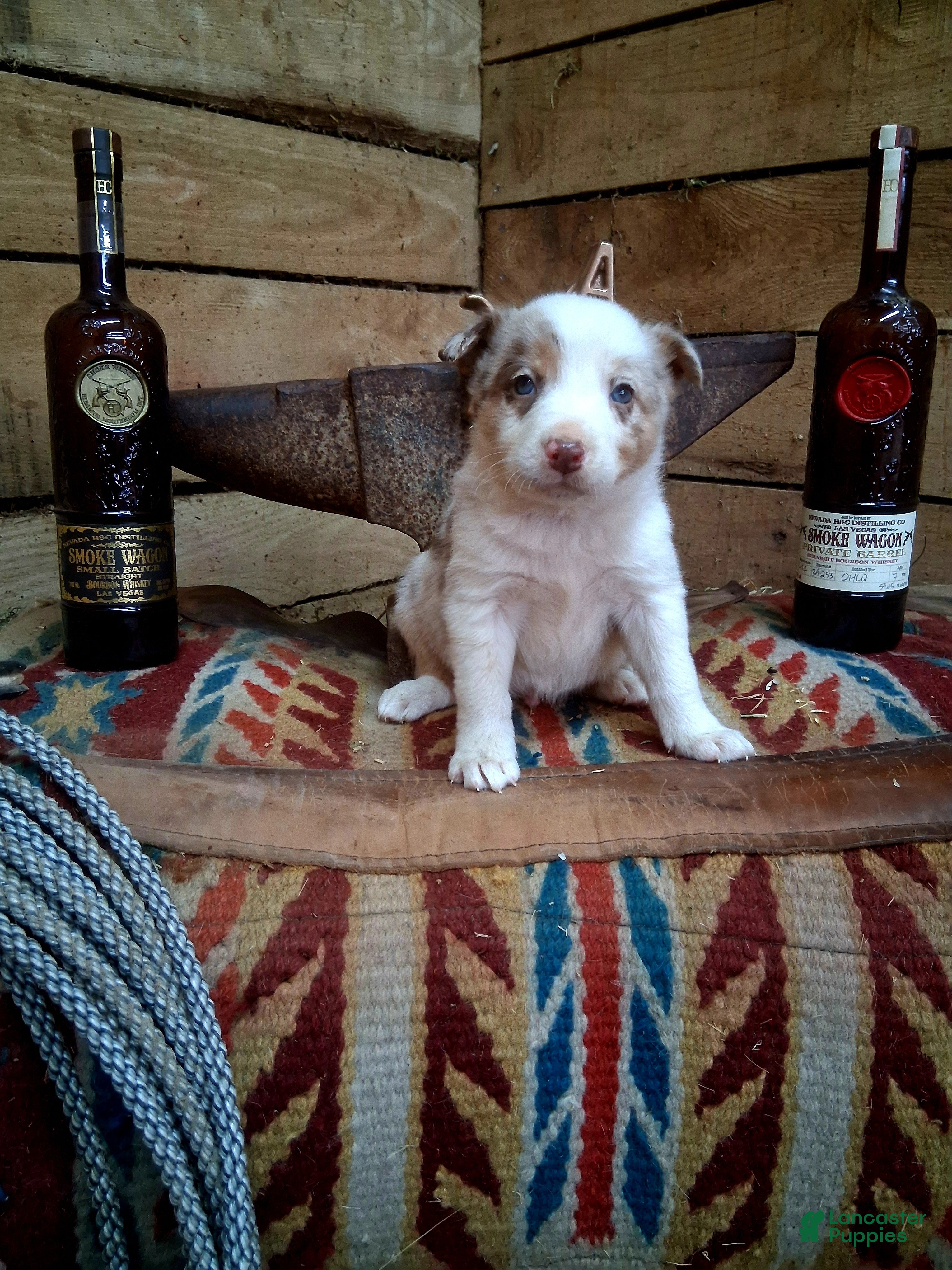 Border Collie dogs Border Collie Puppy 1 - Ad 26