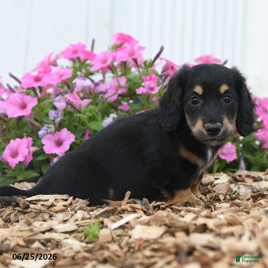 Miniature Dachshund dogs Ranger - Ad 2