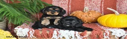 Cocker Spaniel dogs for sale: Smokey Bear - Ad 3