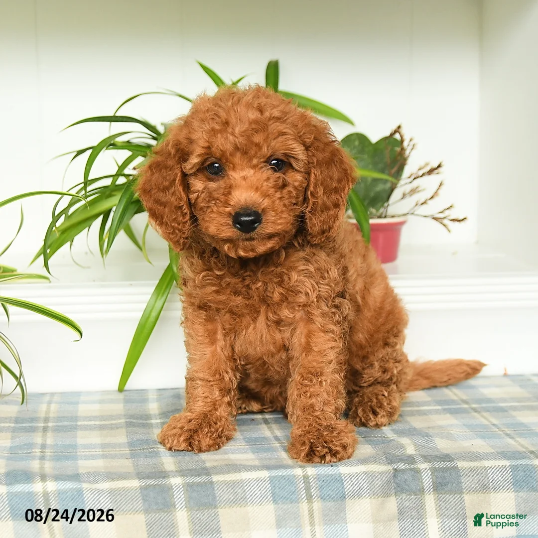 Mini Goldendoodle dogs for sale: Tristan - Ad 5