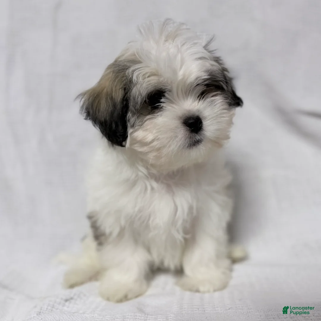 Malshi dogs for sale: Gravy - Ad 2