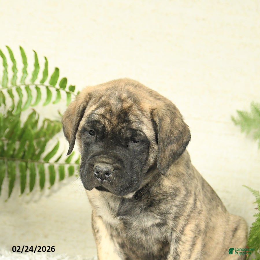 English Mastiff dogs Abby - Ad 2