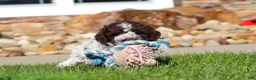 Lagotto Romagnolo dogs for sale: Riley - Ad 8