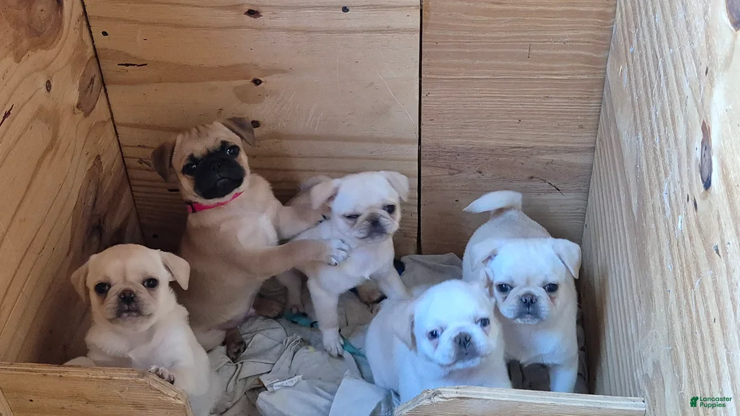 Pug dogs for sale: Brock - Ad 5