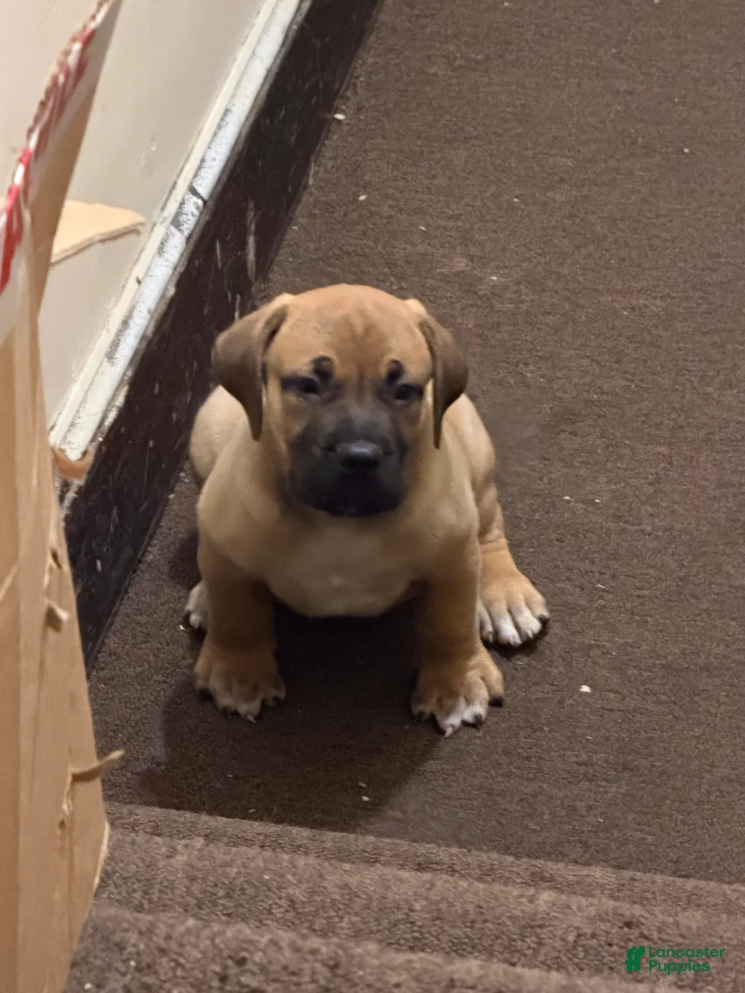 South African Boerboels dogs for sale: LGK BAKKO - Ad 2