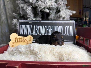 Dachshund dogs Black and tan standard long coat - Ad 42