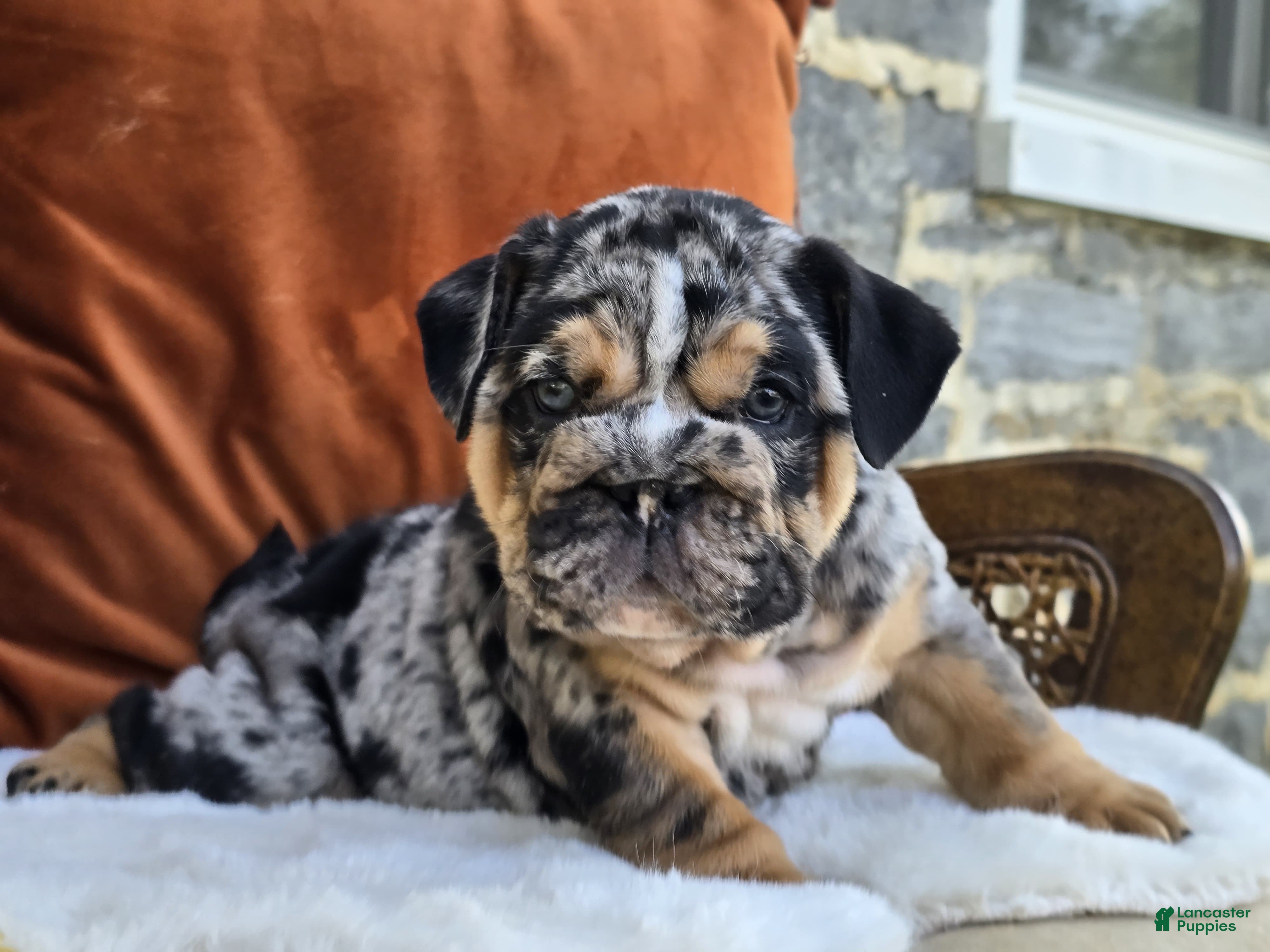 English Bulldog dogs Crasher - Ad 1