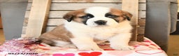 Saint Bernard dogs for sale: Duke - Ad 2