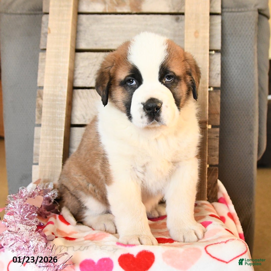 Saint Bernard dogs for sale: Duke - Ad 2