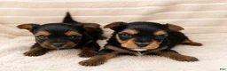 Yorkshire Terrier dogs for sale: Yorkshire Terrier 1 - Ad 3