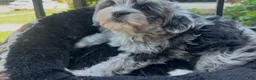 Shorkie dogs for sale: Shorkie Puppy 1 - Ad 3