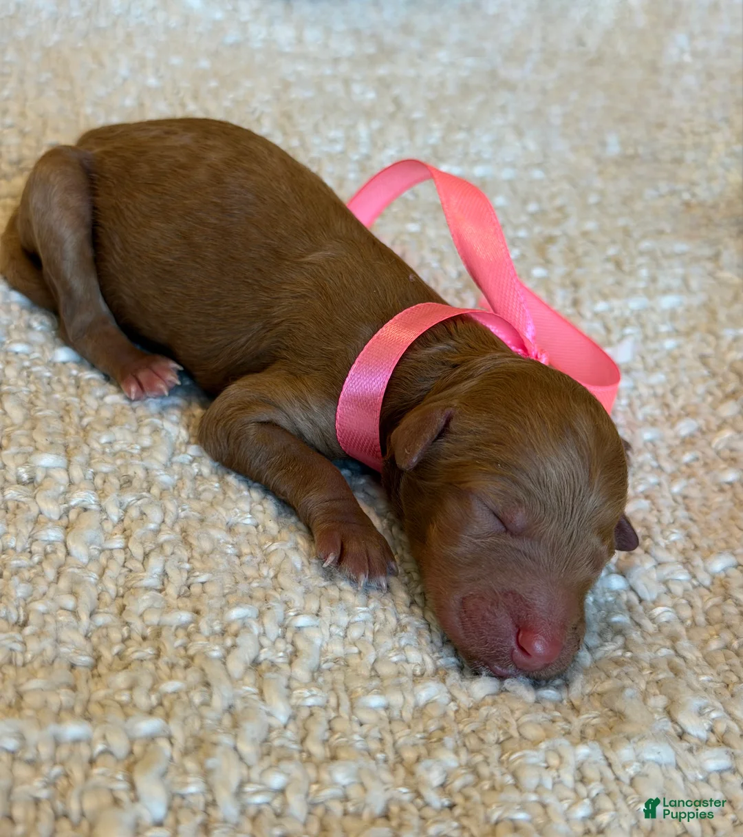 Goldendoodle dogs for sale: Goldendoodle 5 - Ad 1