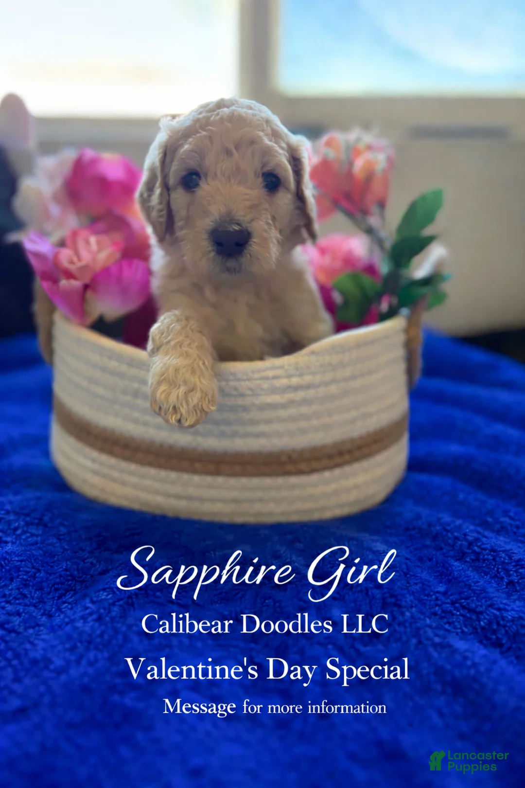 Goldendoodle dogs for sale: Goldendoodle Puppy 7 - Ad 1