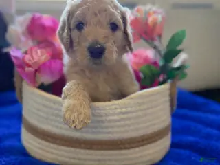 Goldendoodle dogs Goldendoodle Puppy 7 - Ad 2