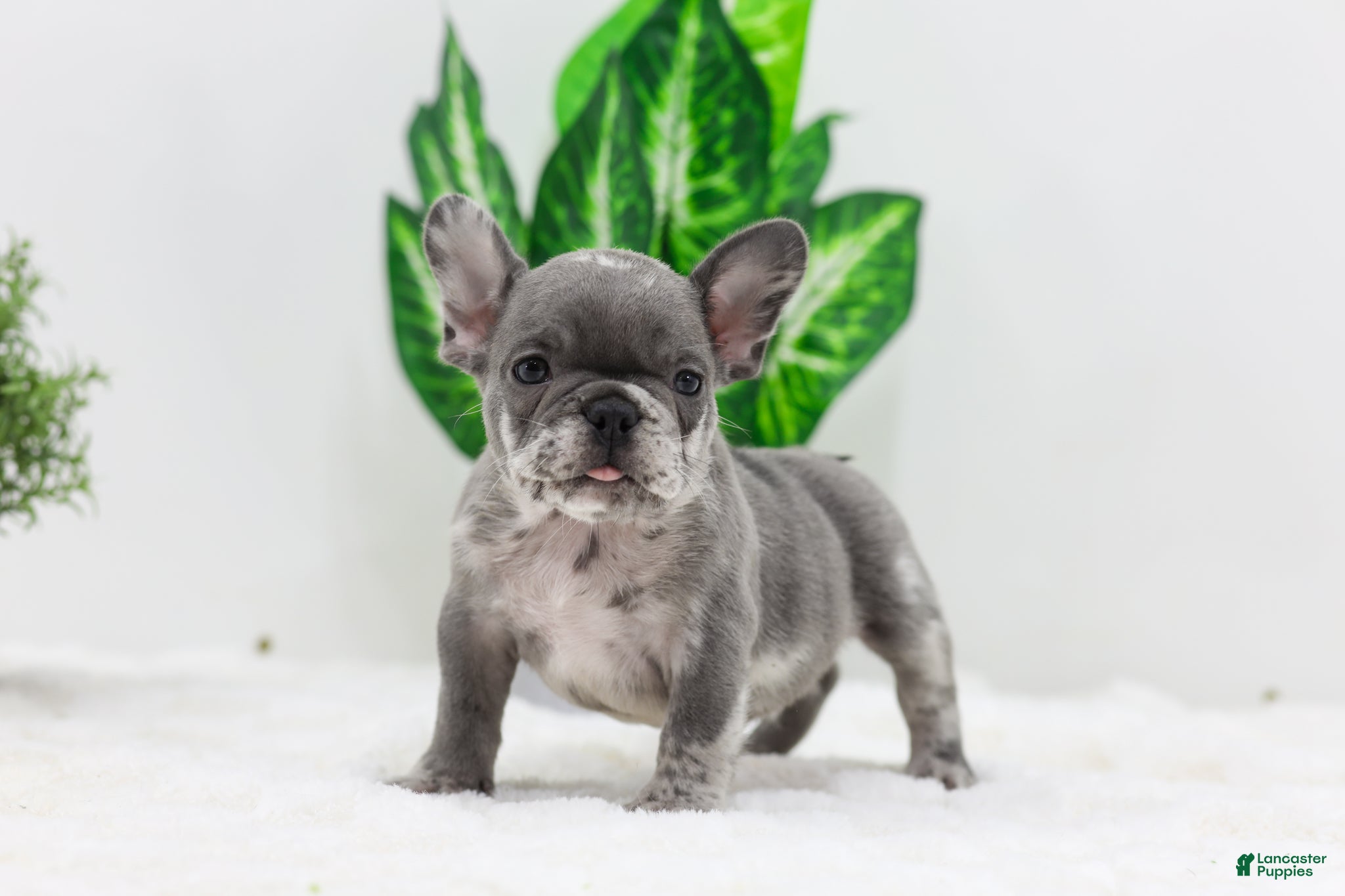 French Bulldog dogs Edison - Ad 31
