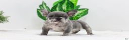 French Bulldog dogs for sale: Edison - Ad 1
