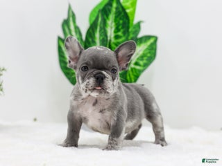 French Bulldog dogs Edison - Ad 24
