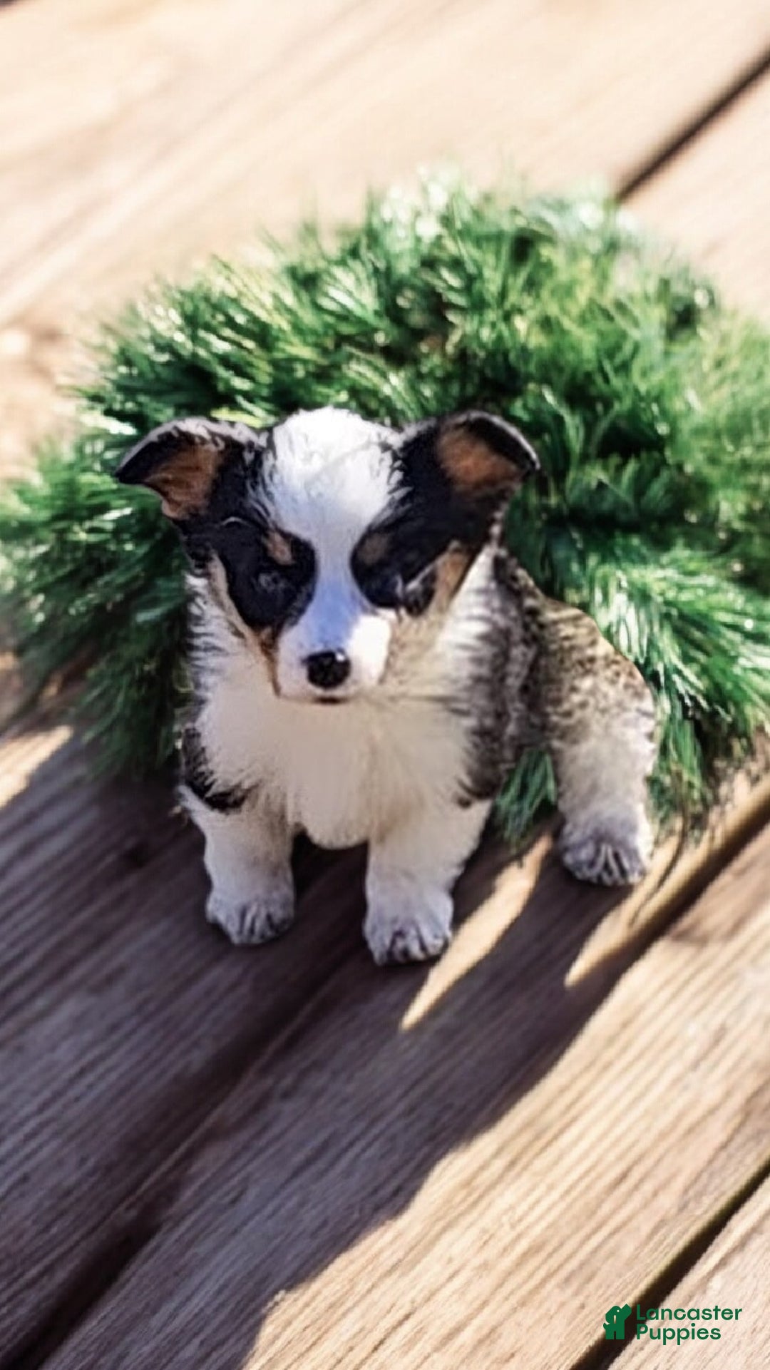 Welsh Corgi Pembroke dogs for sale: Bambi blue eye tri - Ad 7