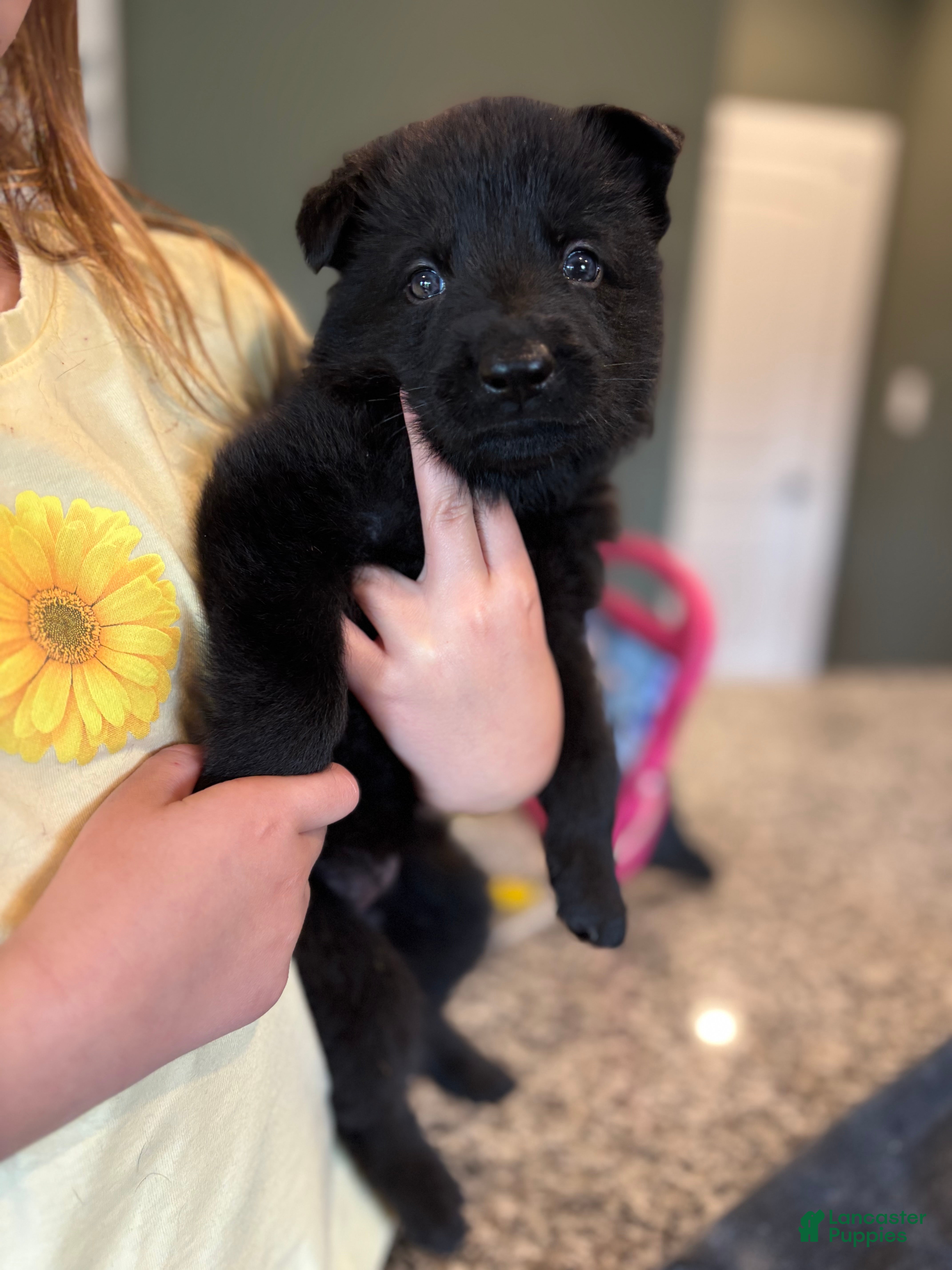 German Shepherd dogs for sale: German Shepherd Puppy 2 - Ad 1