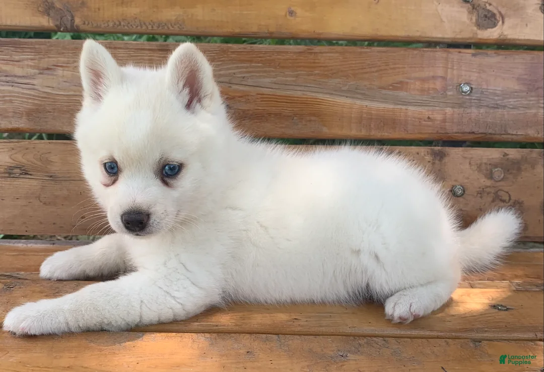 Alaskan Klee Kai dogs for sale: Pretty Blue Eyed SnowWhite~! - Ad 2