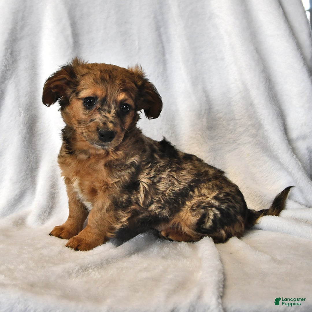 Mixed Breed dogs for sale: Rocky - Ad 1