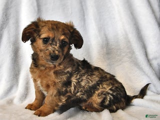 Mixed Breed dogs Rocky - Ad 9