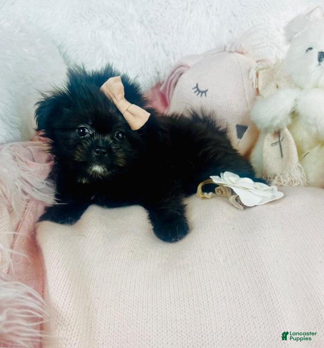 Mixed Breed dogs for sale: Mixed Breed Puppy 1 - Ad 3