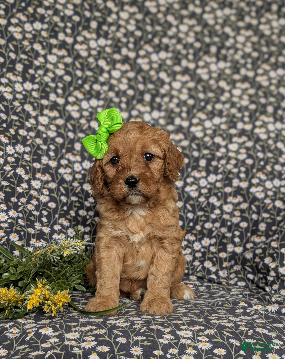 Cavapoo dogs for sale: Kandis - Ad 2