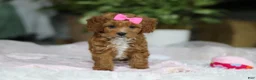 Cavapoo dogs for sale: Princess - Ad 8