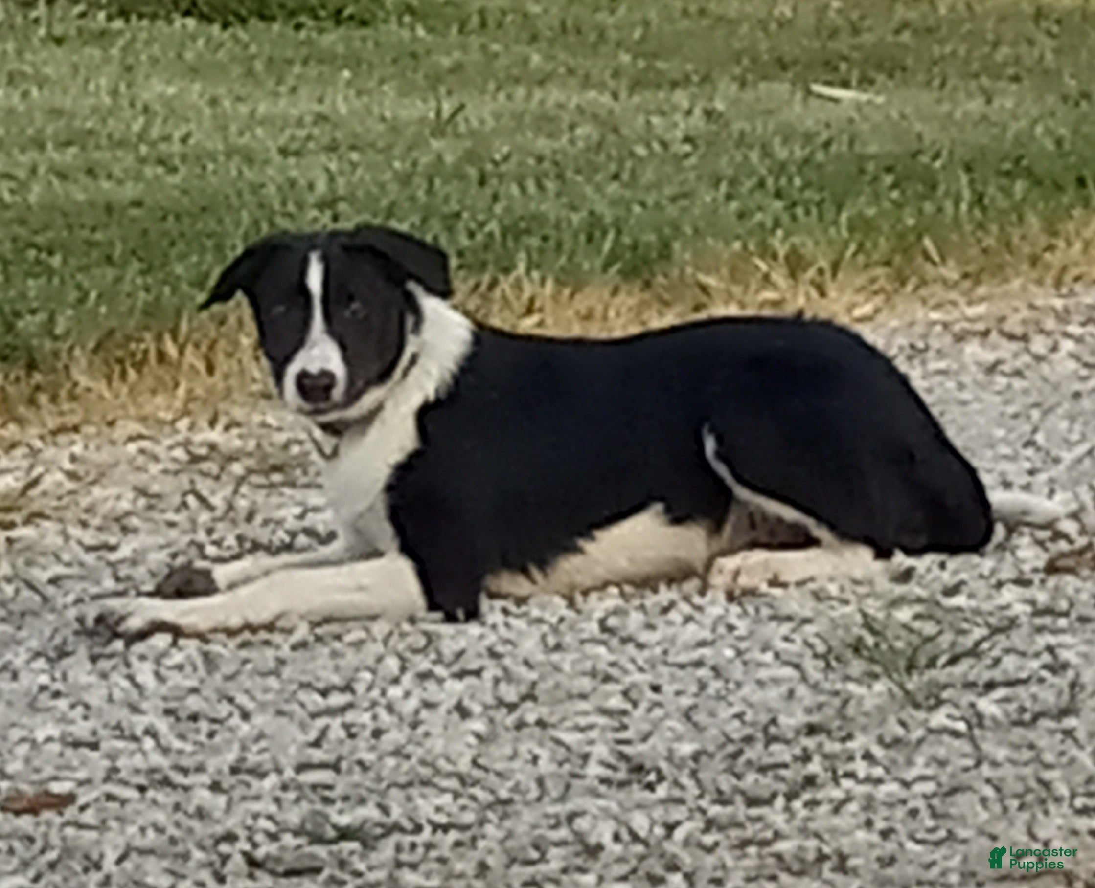 Border Collie dogs Spotify - Ad 1