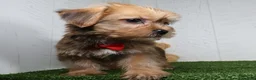 Shorkie dogs for sale: Drew - Ad 4