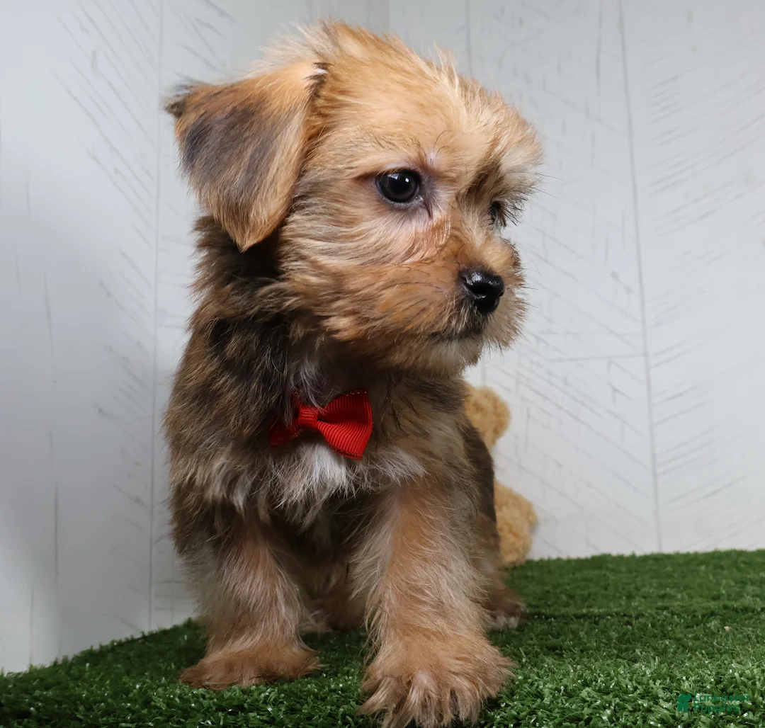 Shorkie dogs for sale: Drew - Ad 4