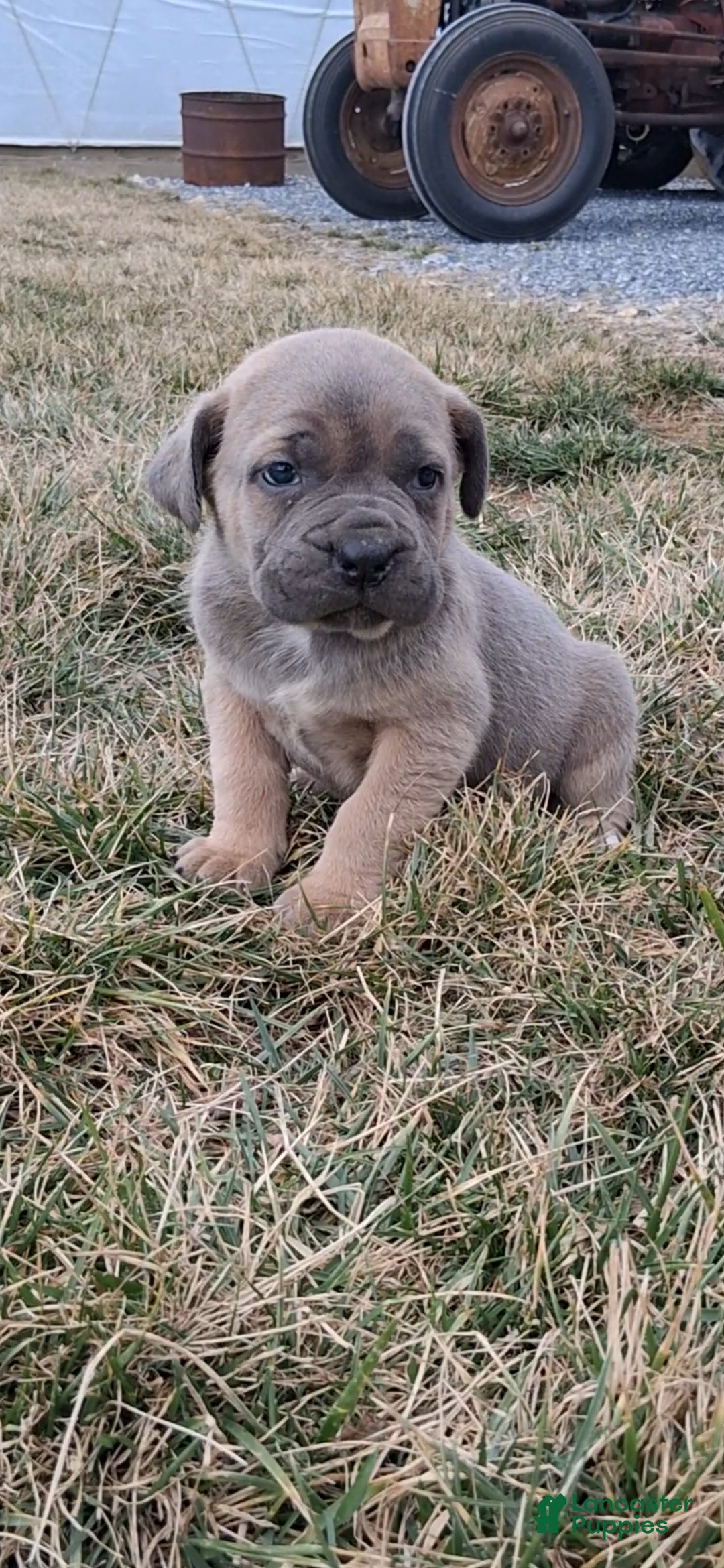 Cane Corso dogs Brenda - Ad 2