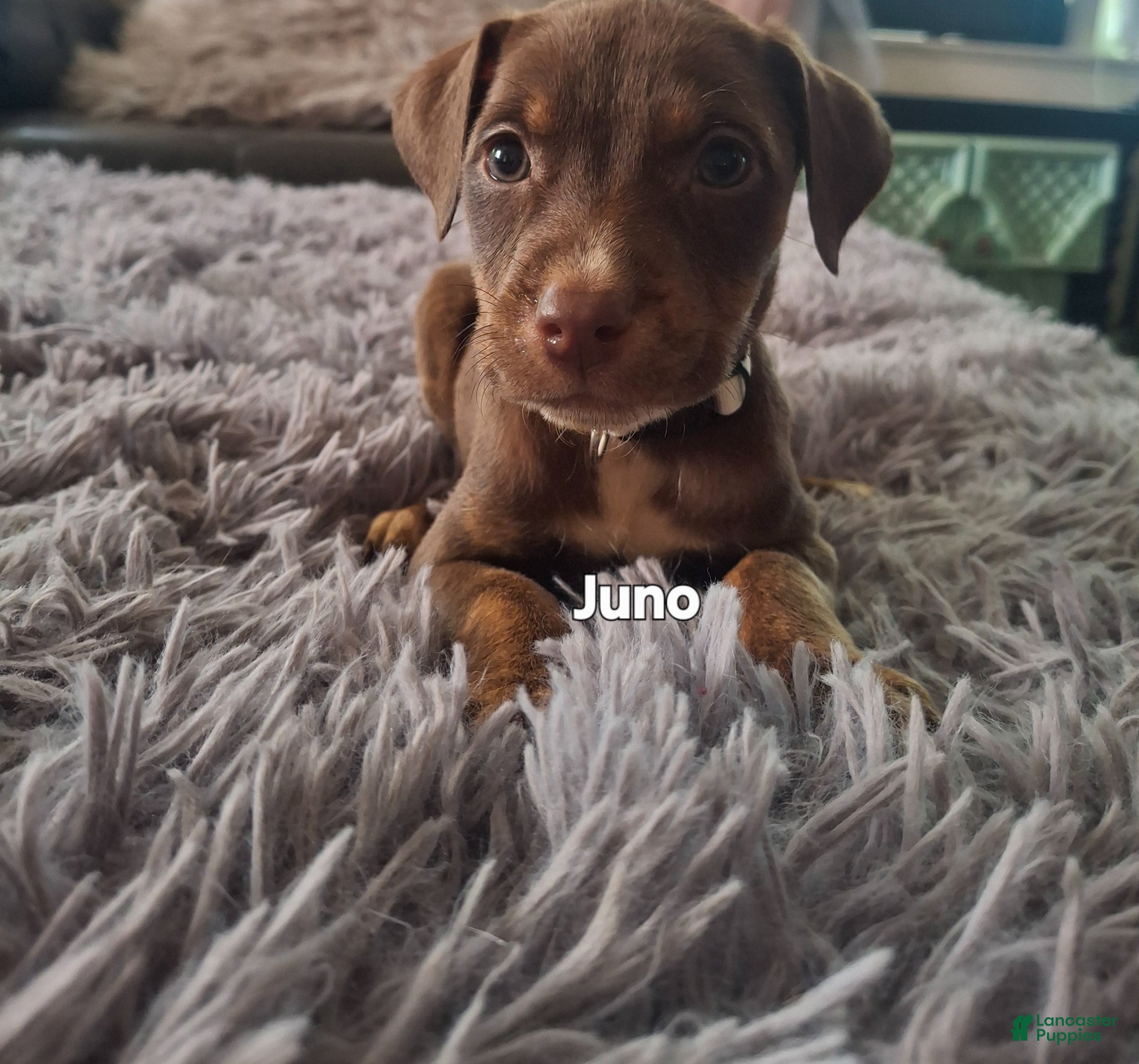 Mixed Breed dogs for sale: Mixed Breed Puppy 5 - Ad 1