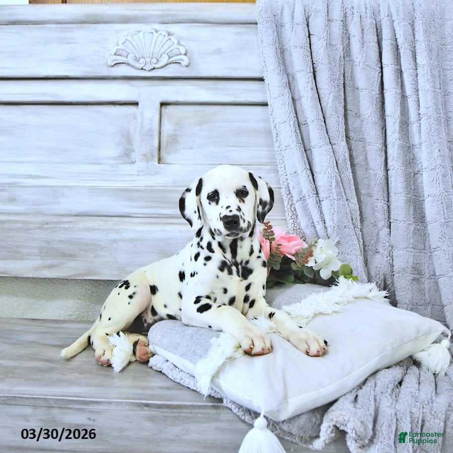 Dalmatian dogs Dixie - Ad 2