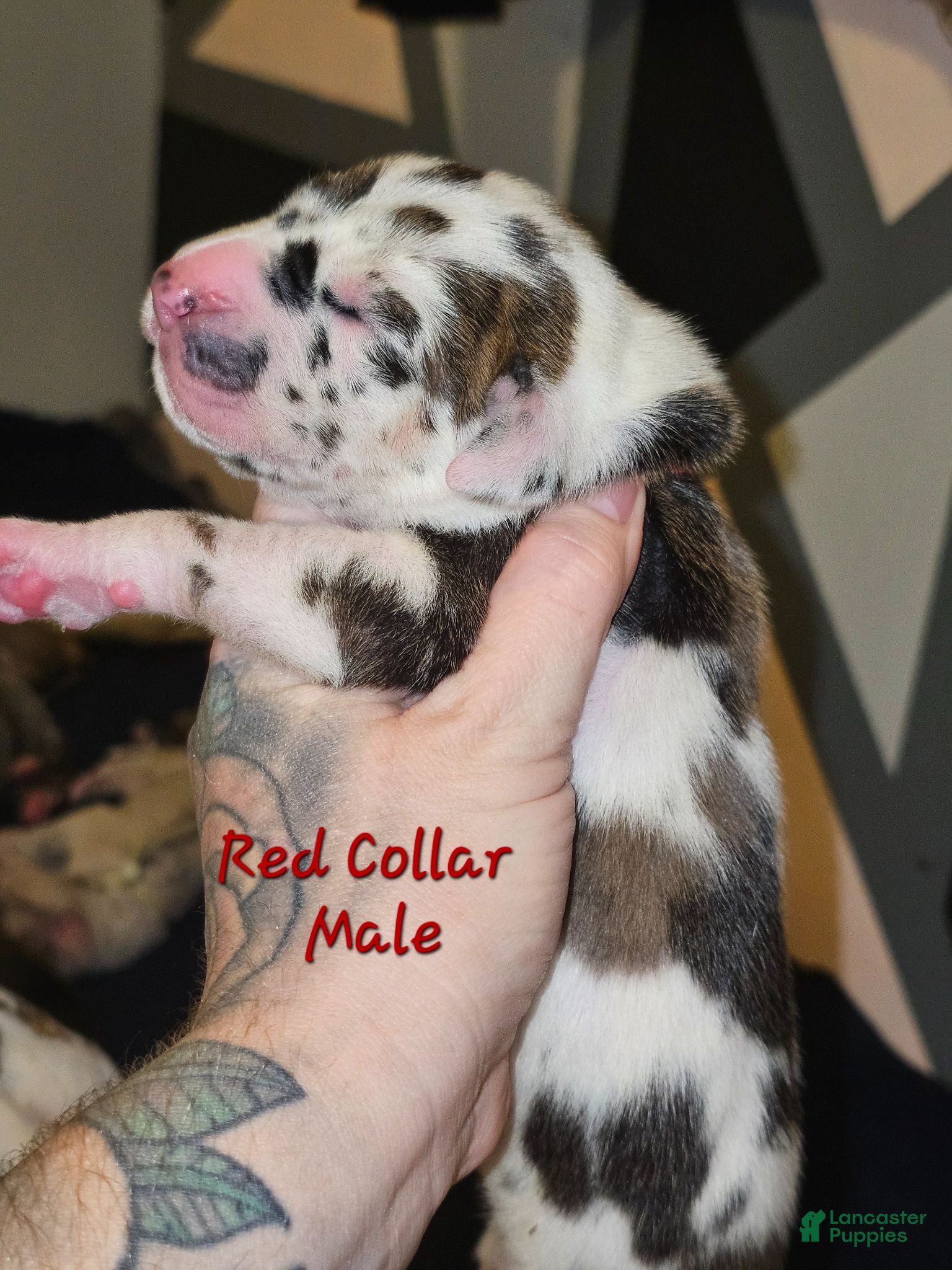 Great Dane dogs Red collar - Ad 23