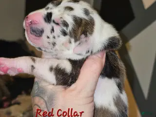 Great Dane dogs Red collar - Ad 12